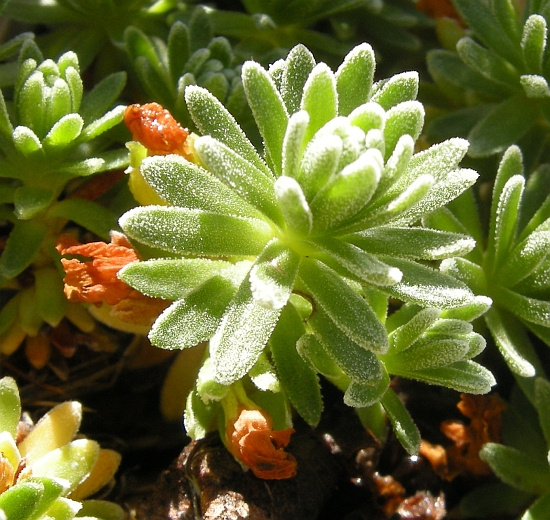 Androsace vitaliana subsp. praetutiana